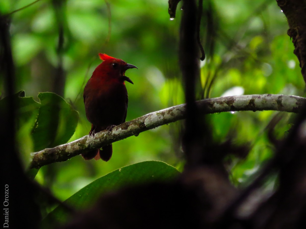 Crested Ant-Tanager - ML25667501