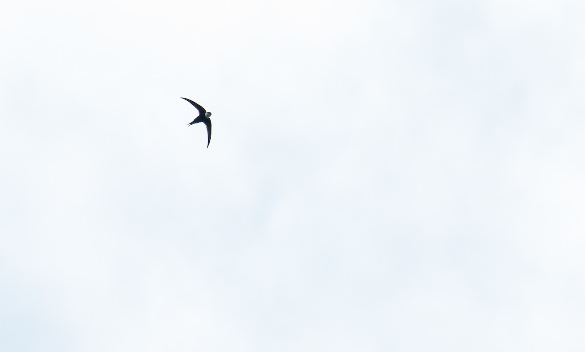 Lesser Swallow-tailed Swift - ML256676561