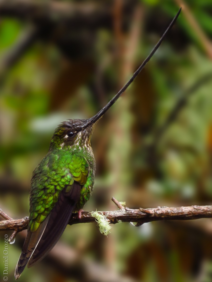 Sword-billed Hummingbird - Daniel Orozco Montoya
