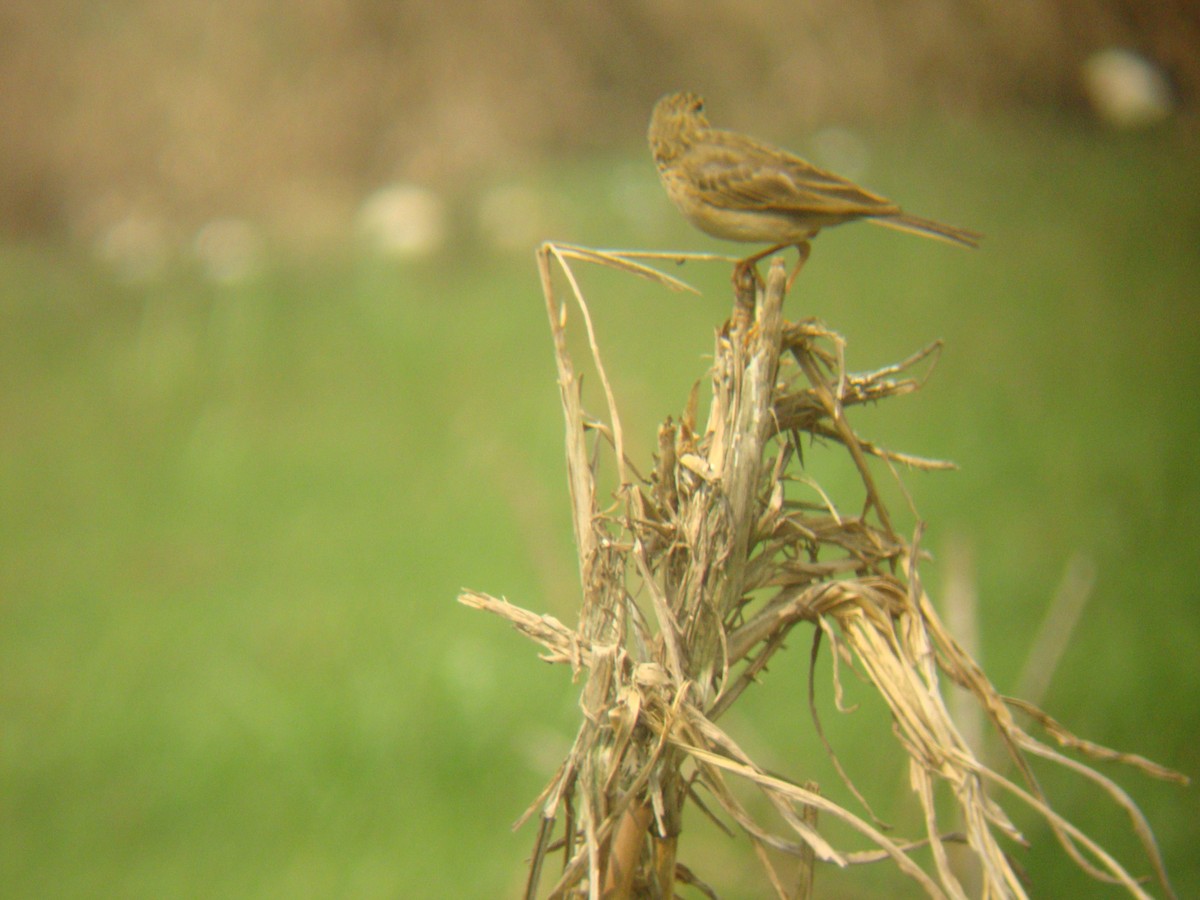 African Pipit - ML256678591