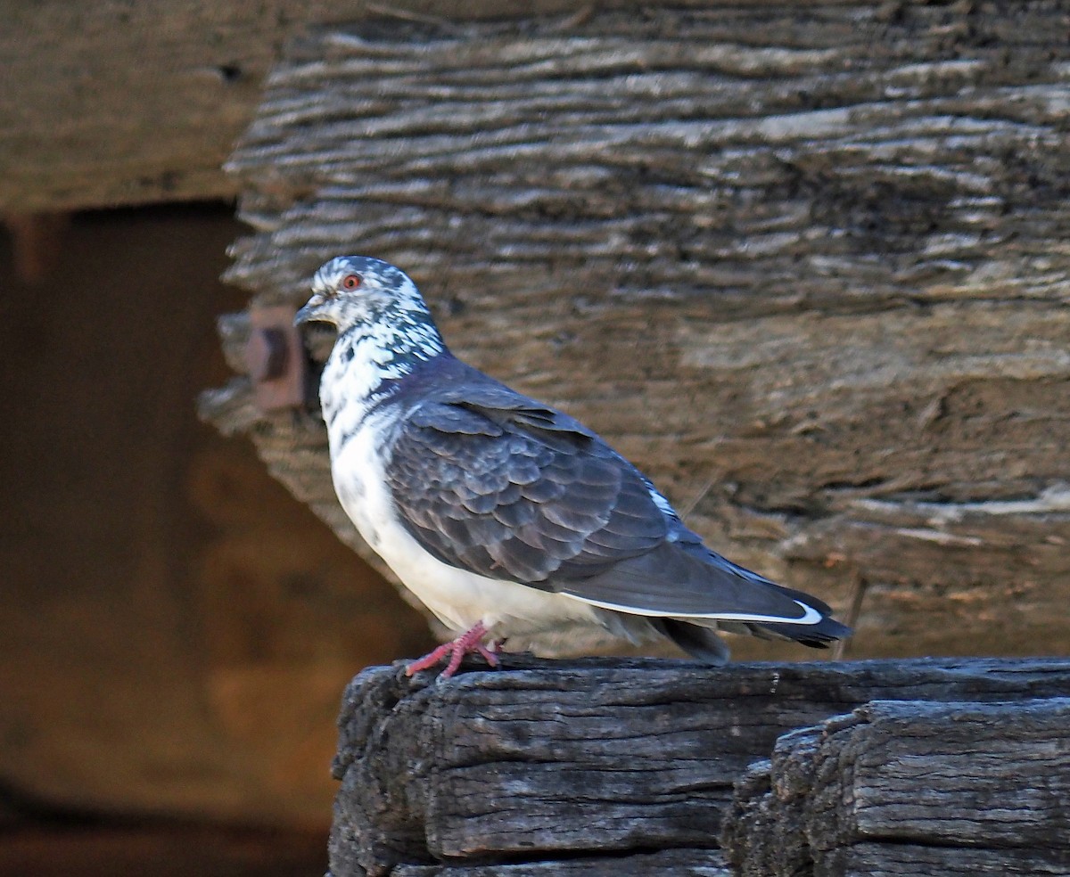 Rock Pigeon (Feral Pigeon) - Sue Lee