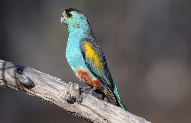 Golden-shouldered Parrot - eBird