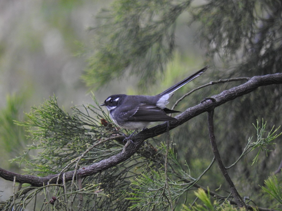 Gray Fantail - George Vaughan