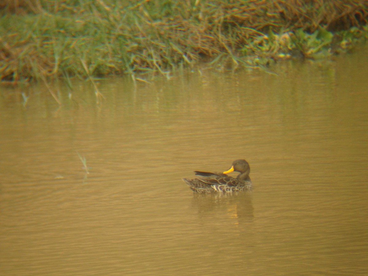 Yellow-billed Duck - Pacifique Nshimiyimana