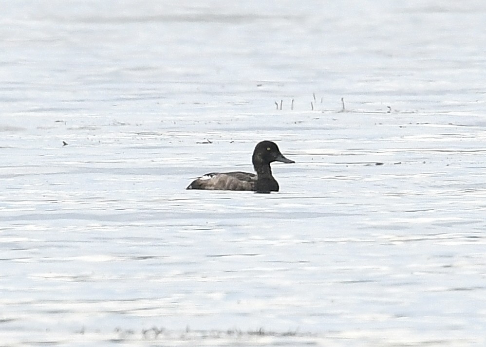 Greater Scaup - Gary Chapin