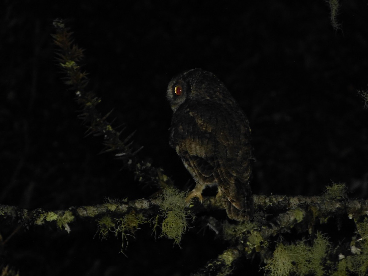 screech-owl sp. - ML256681591