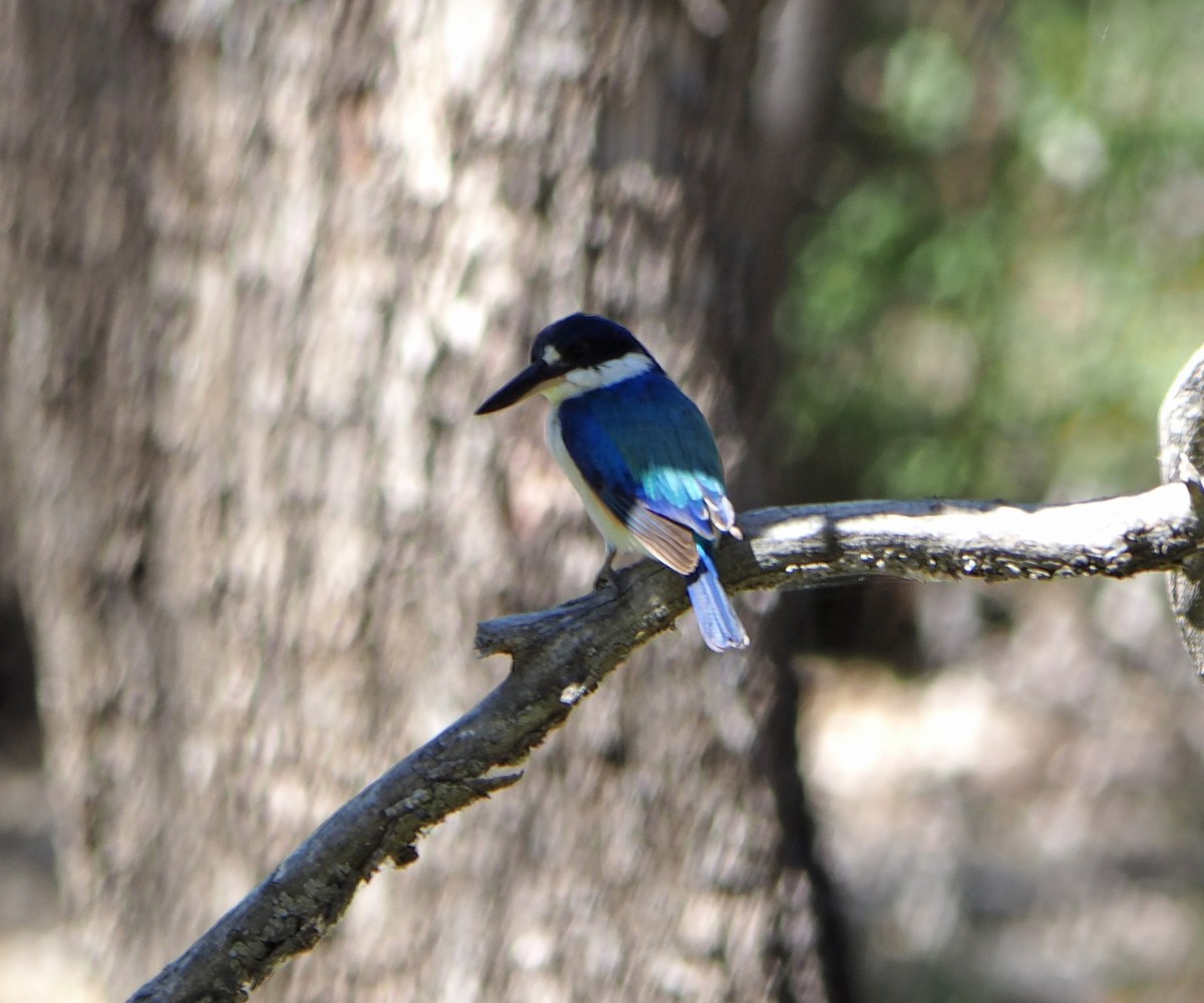 Forest Kingfisher - Sue Lee