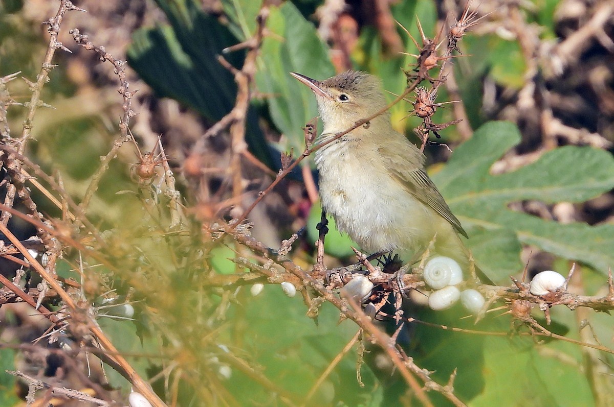 Eastern Olivaceous Warbler - silverwing 123