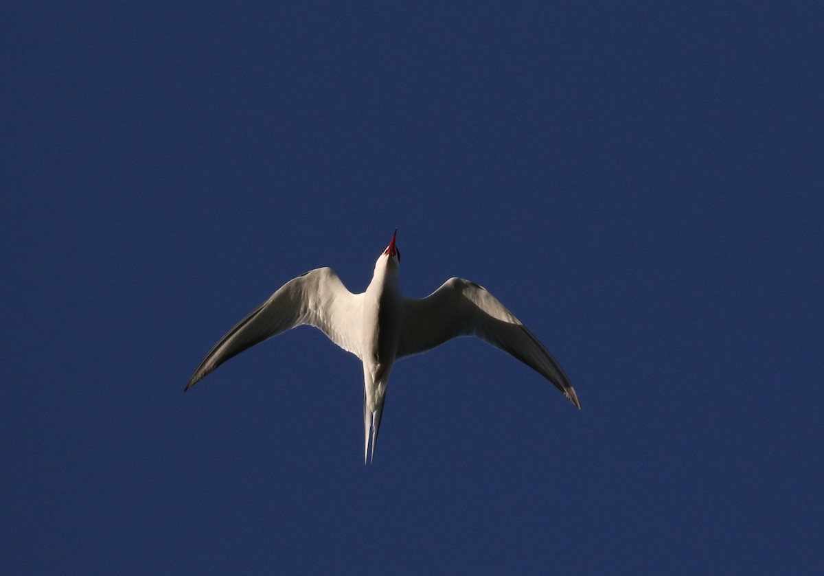 Common Tern - ML256682771