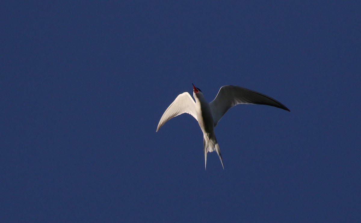 Common Tern - ML256682781