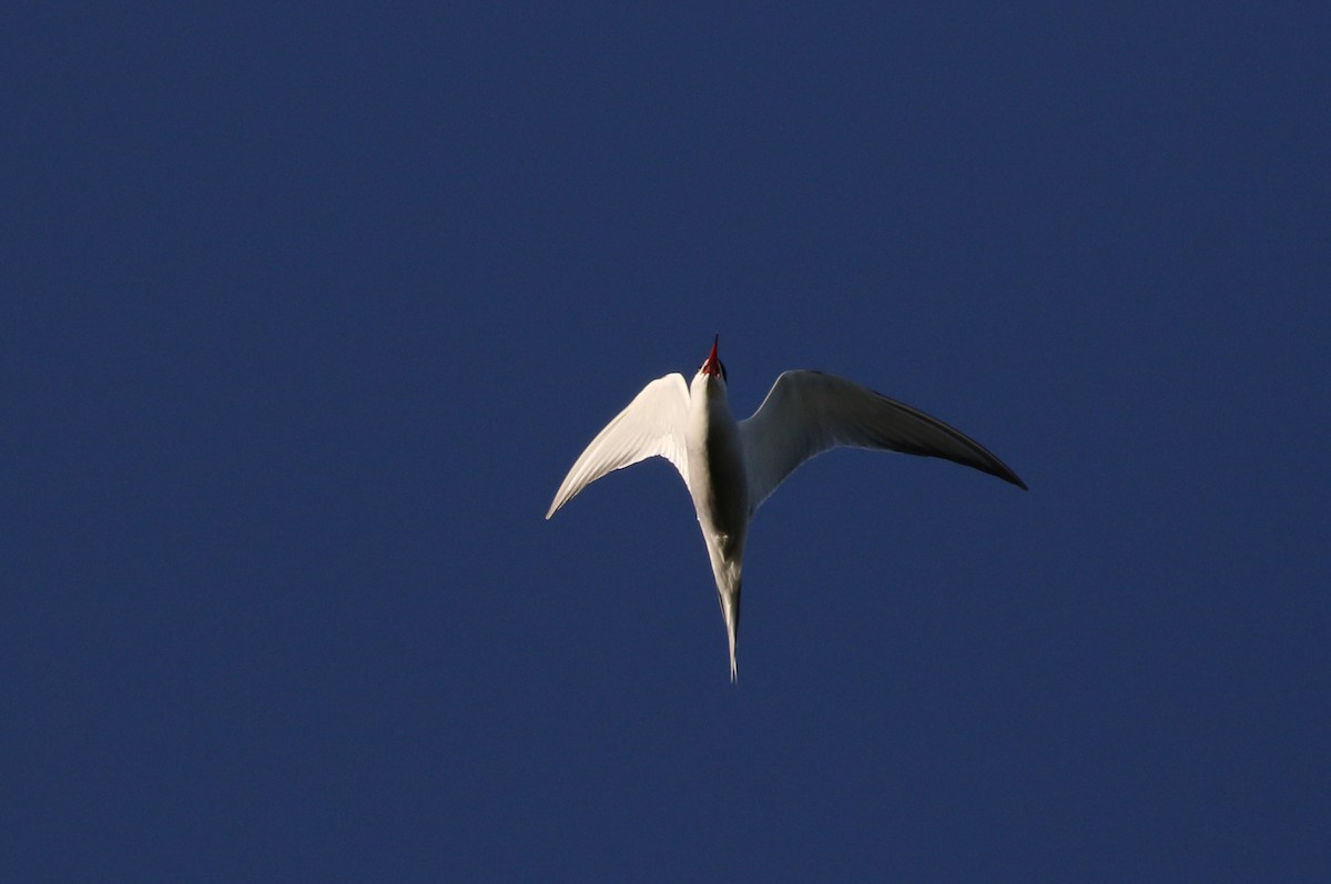 Common Tern - ML256682791
