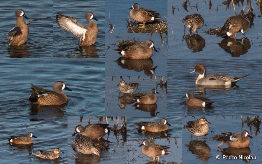 Blue-winged Teal - ML25668281