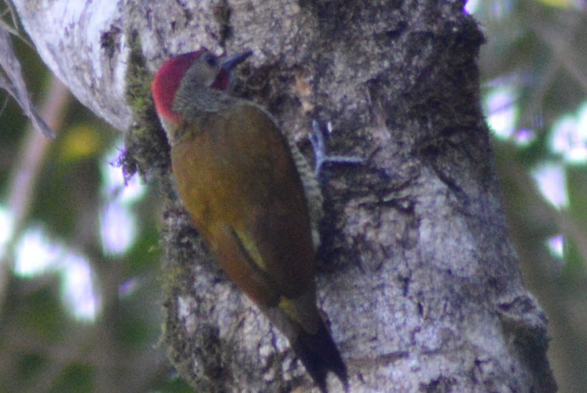 Golden-olive Woodpecker - Carlos Mancera (Tuxtla Birding Club)