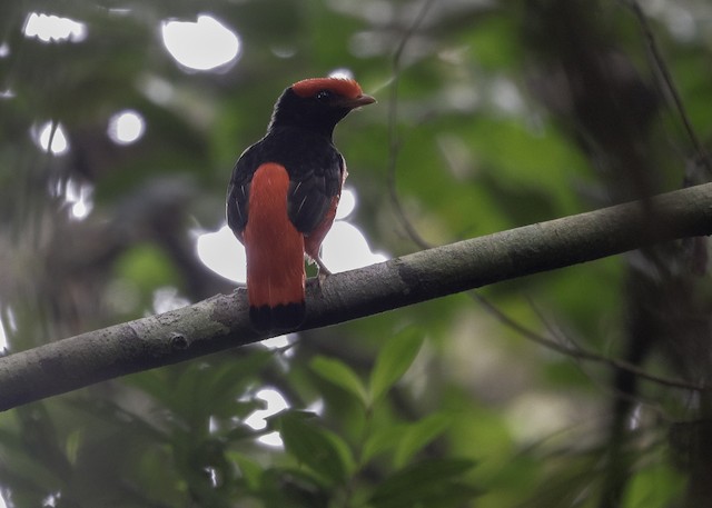 Black Necked Red Cotinga Ebird