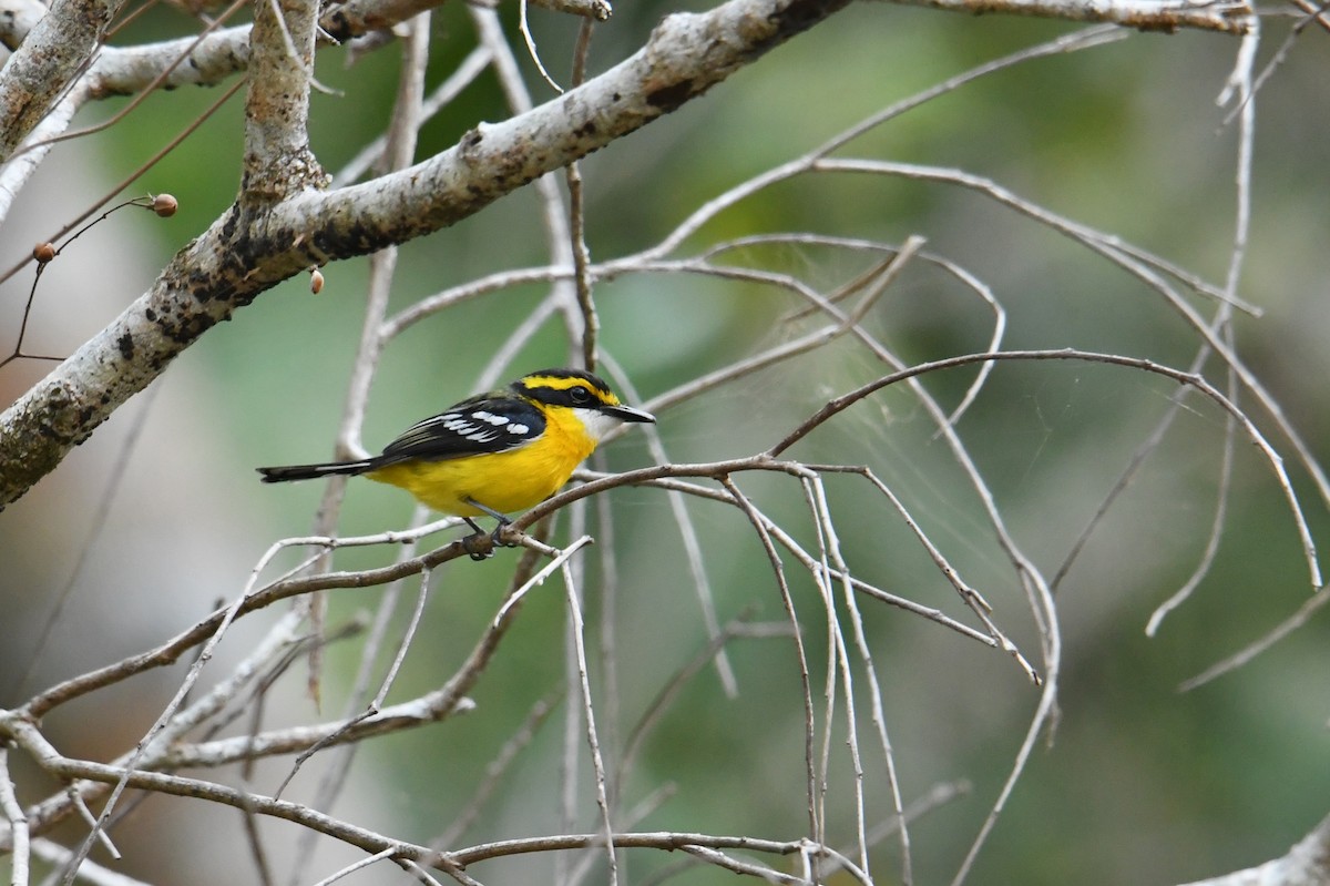 Yellow-breasted Boatbill - ML256692831