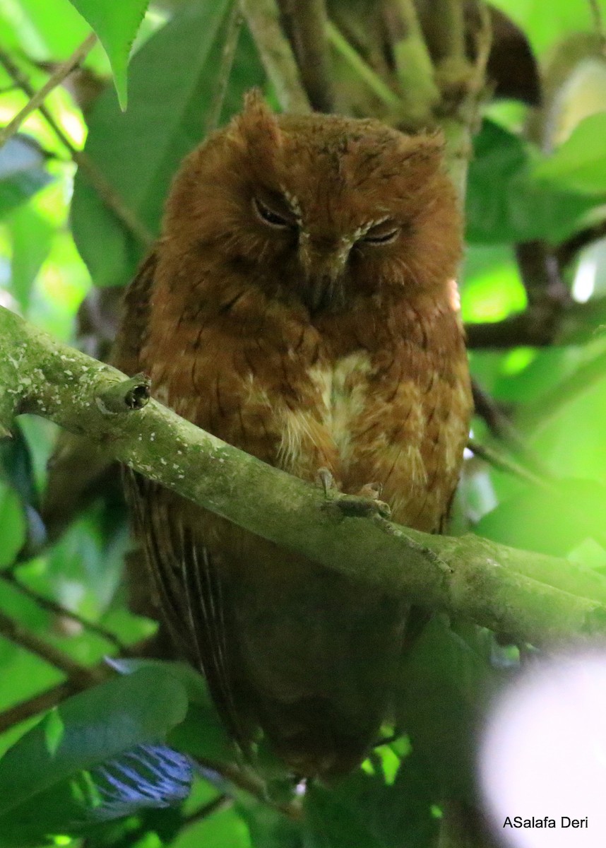 Madagascar Scops-Owl (Rainforest) - ML256694131