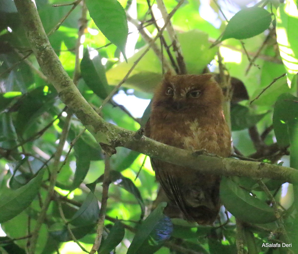 Madagascar Scops-Owl (Rainforest) - ML256694181
