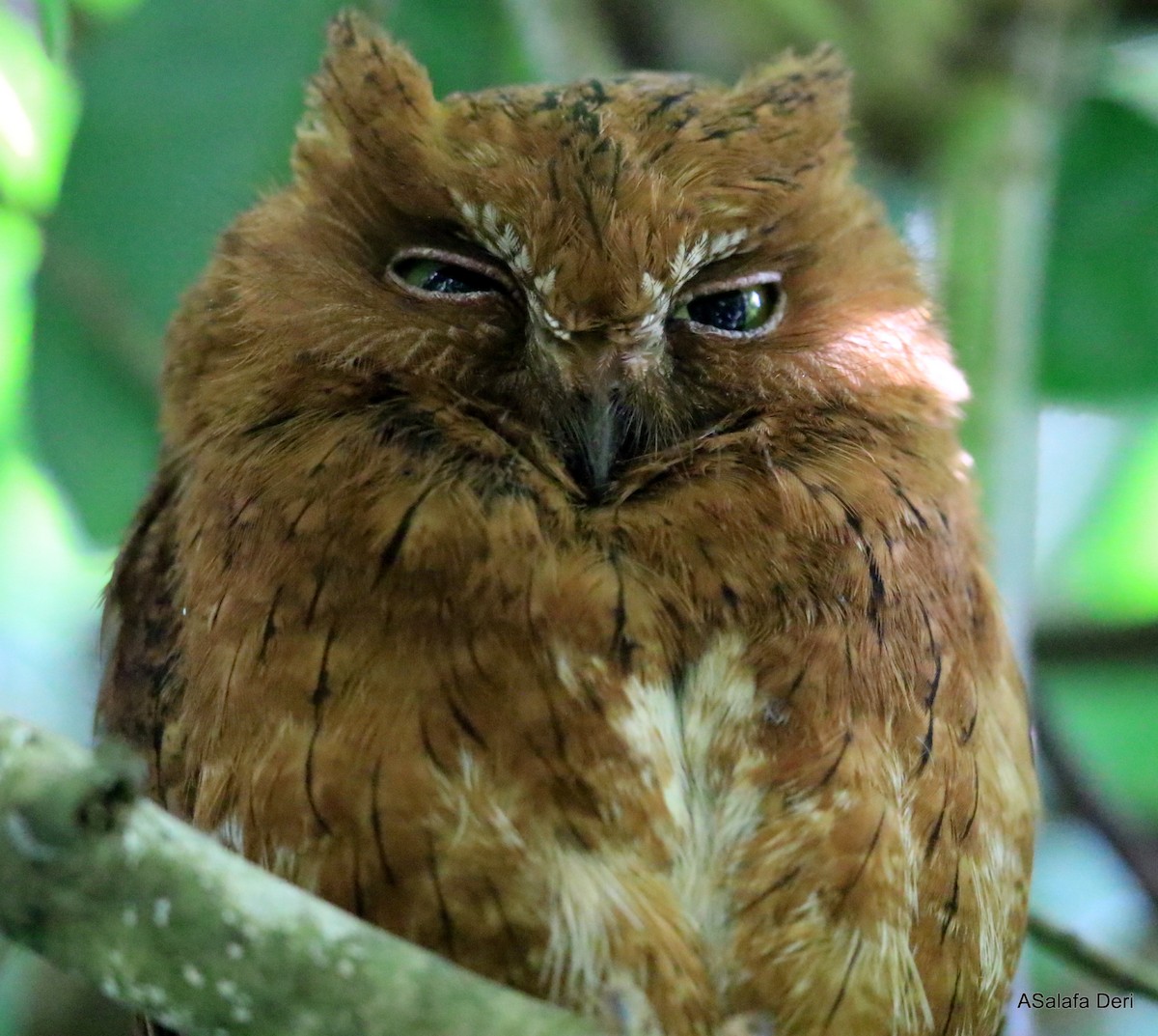 Madagascar Scops-Owl (Rainforest) - ML256694191