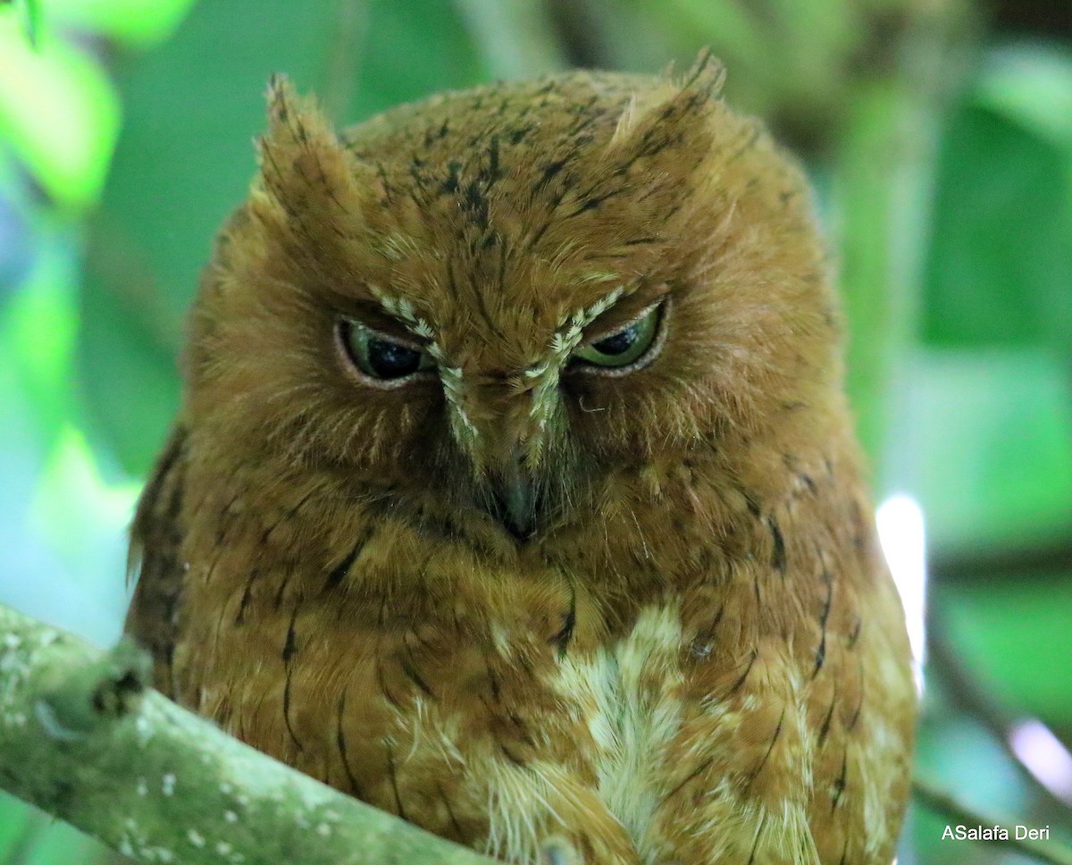 Madagascar Scops-Owl (Rainforest) - ML256694211