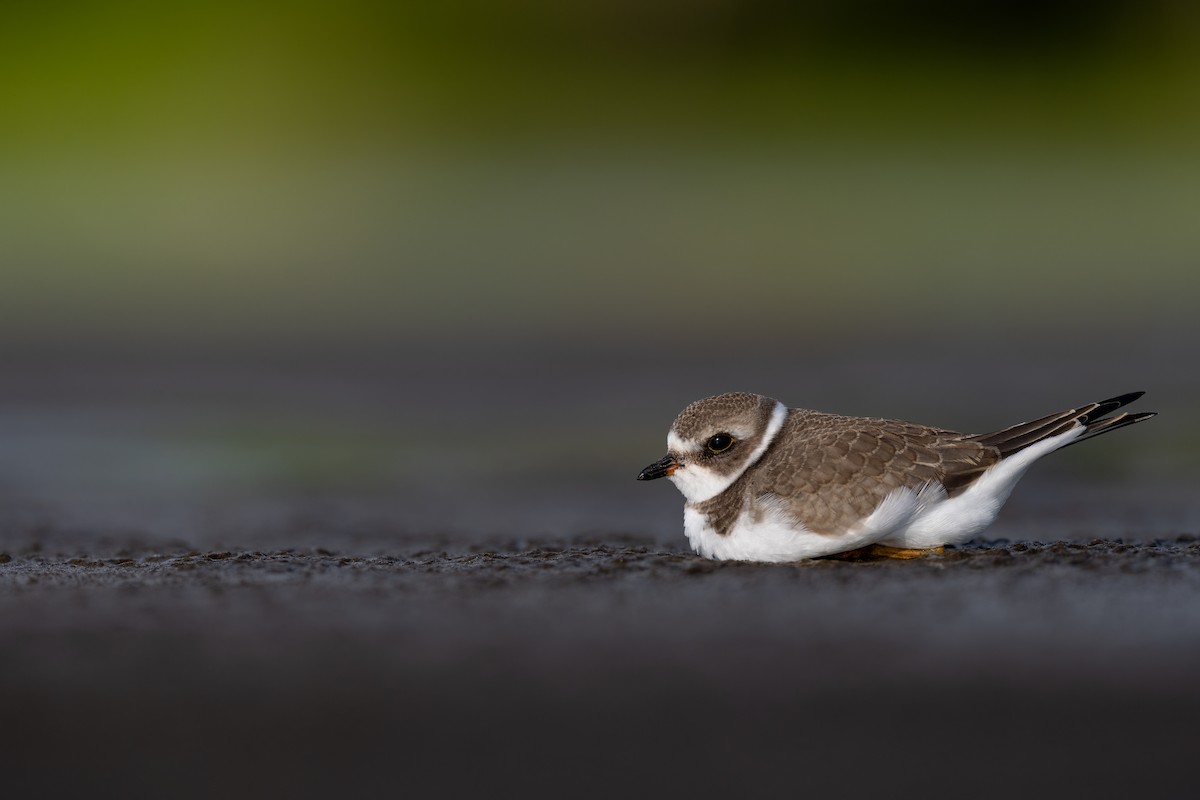 Semipalmated Plover - ML256696101
