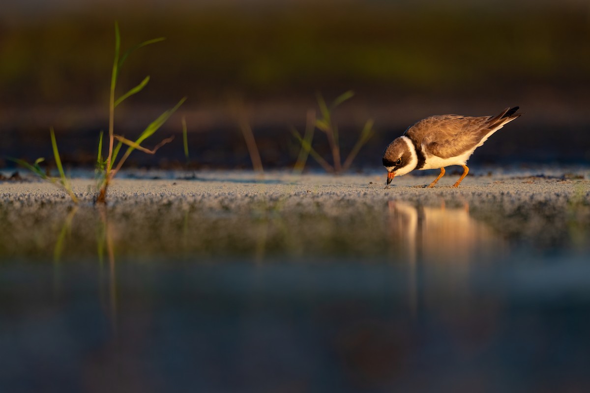 Semipalmated Plover - ML256696111