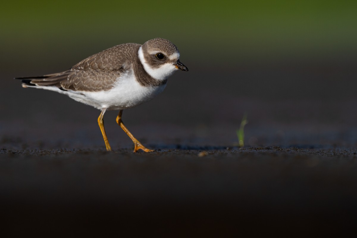 Semipalmated Plover - ML256696121