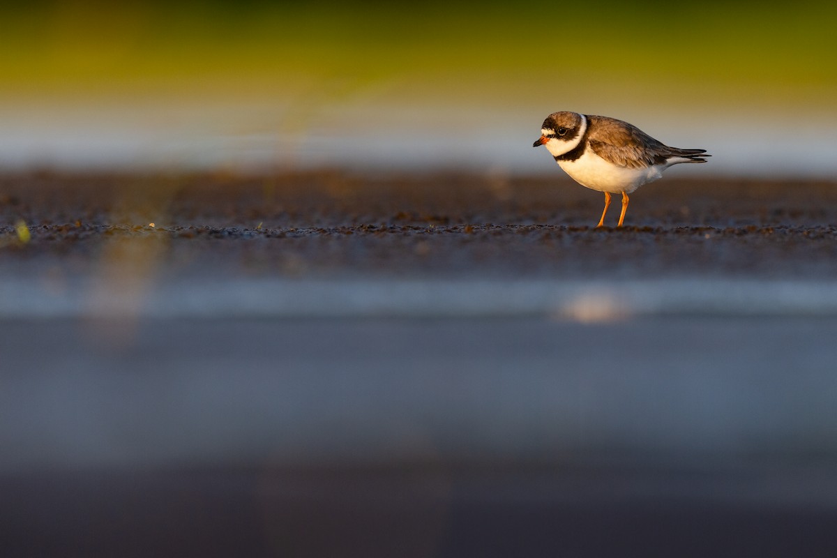 Semipalmated Plover - ML256696131