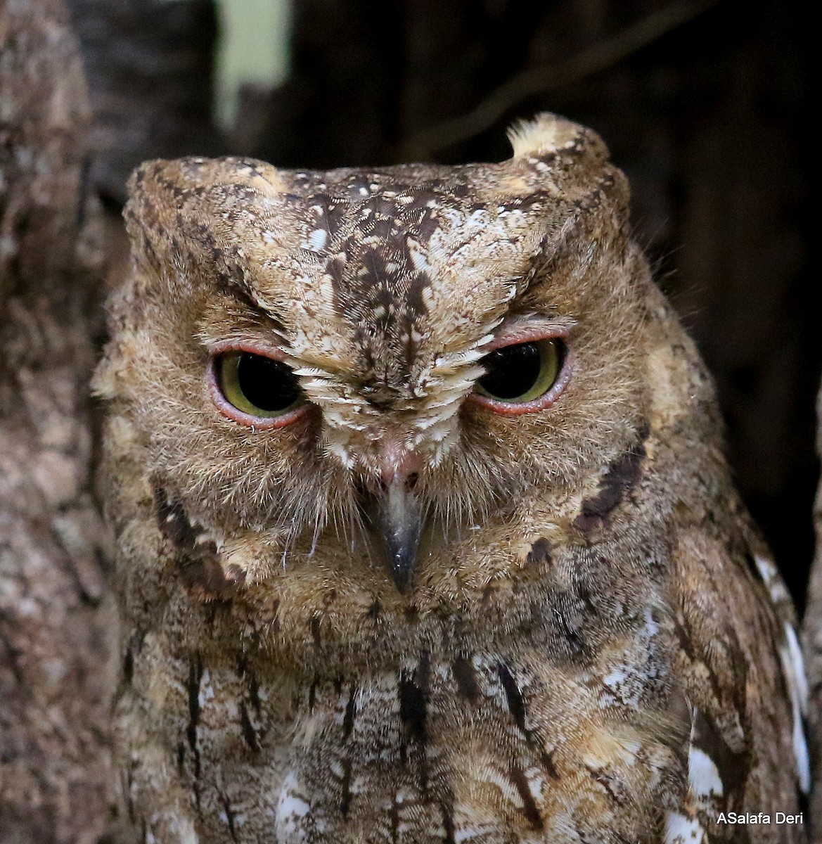 Madagascar Scops-Owl (Torotoroka) - ML256696481