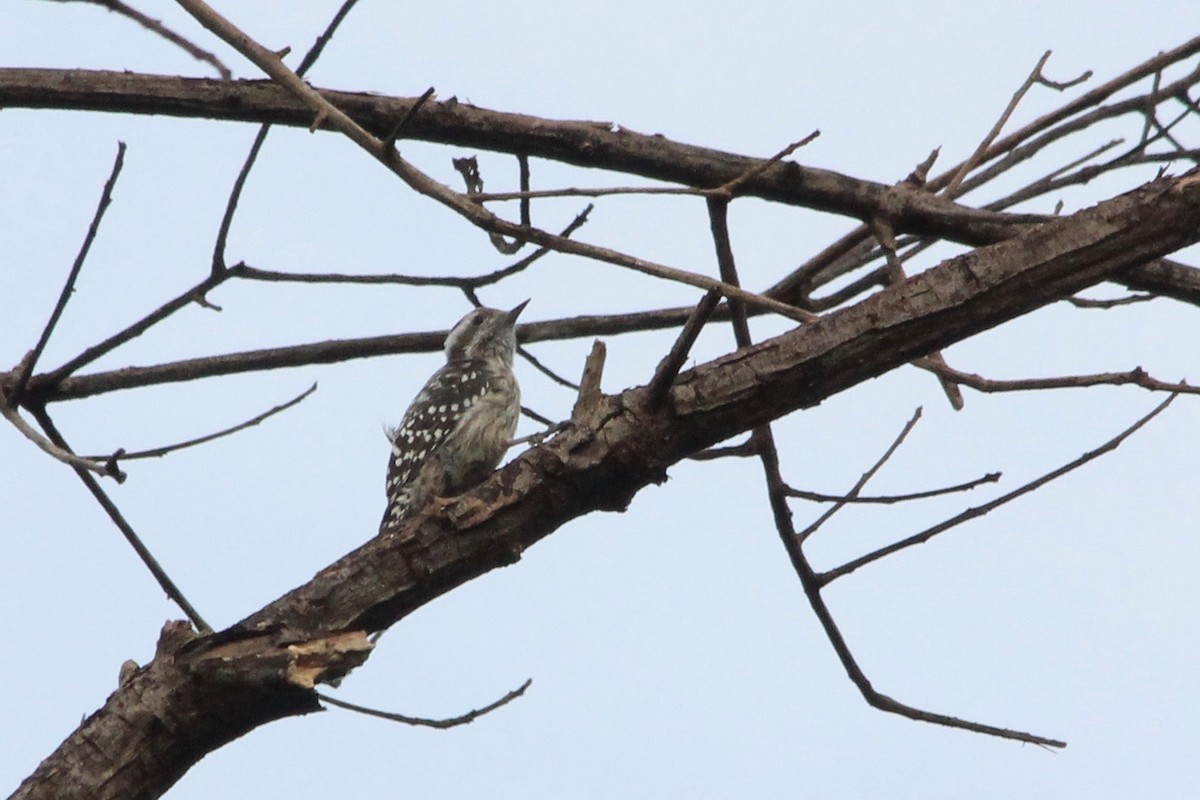 Gray-capped Pygmy Woodpecker - Laurie Gardner
