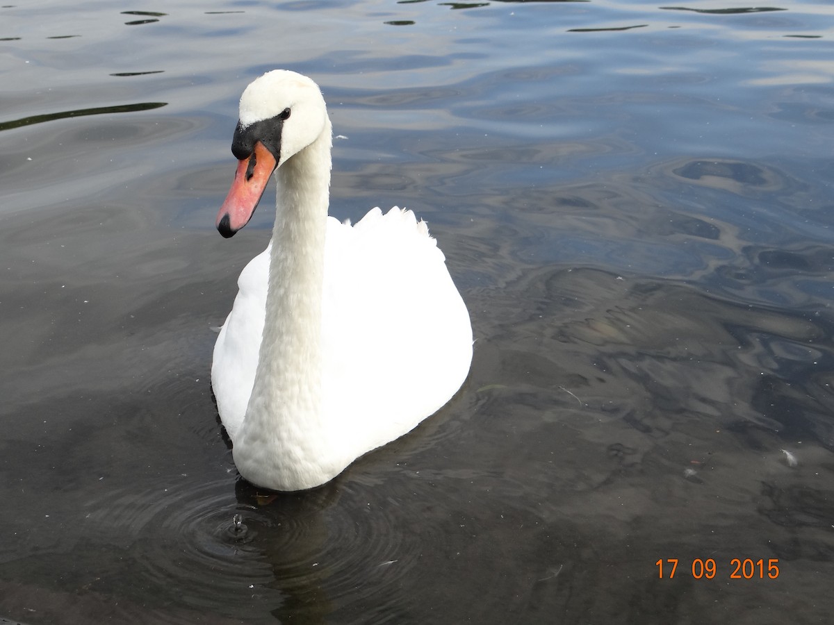 Mute Swan - ML256697551