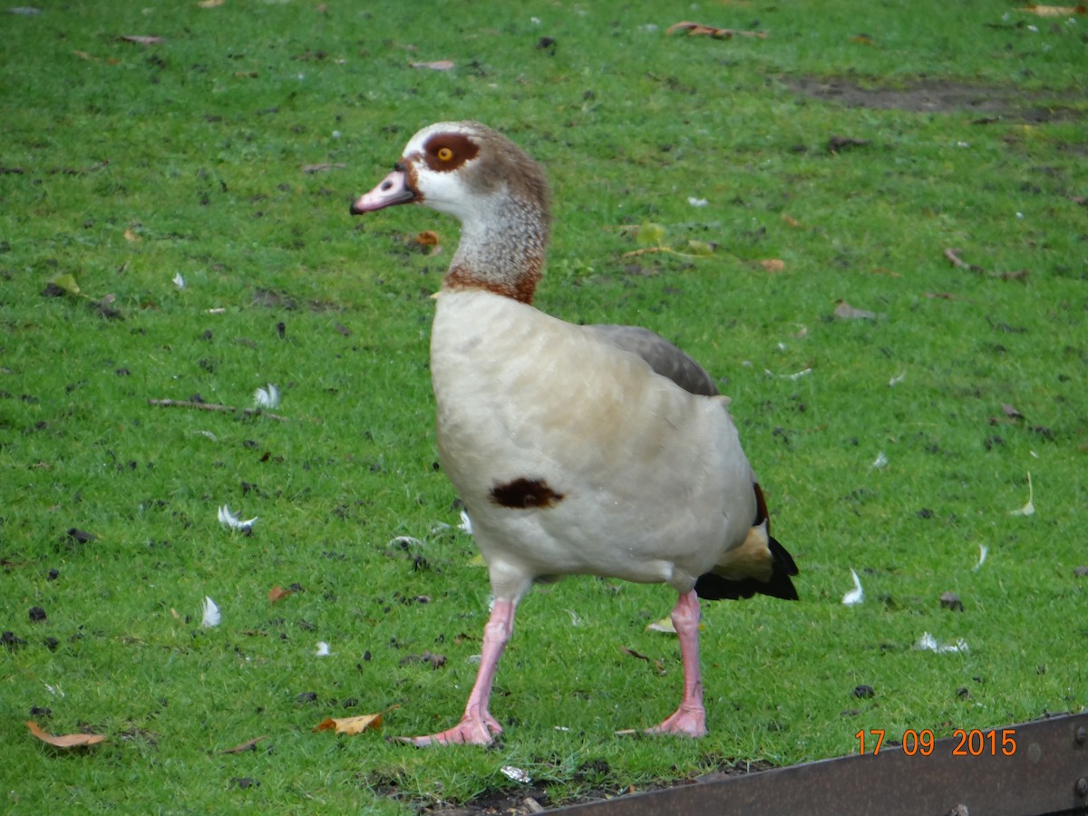 Egyptian Goose - Analia Gatica