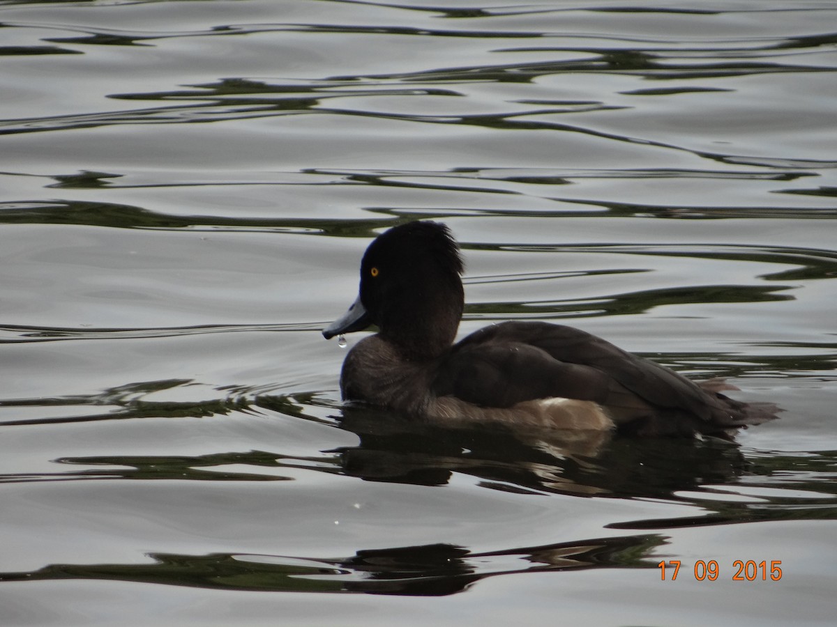 Tufted Duck - ML256697701