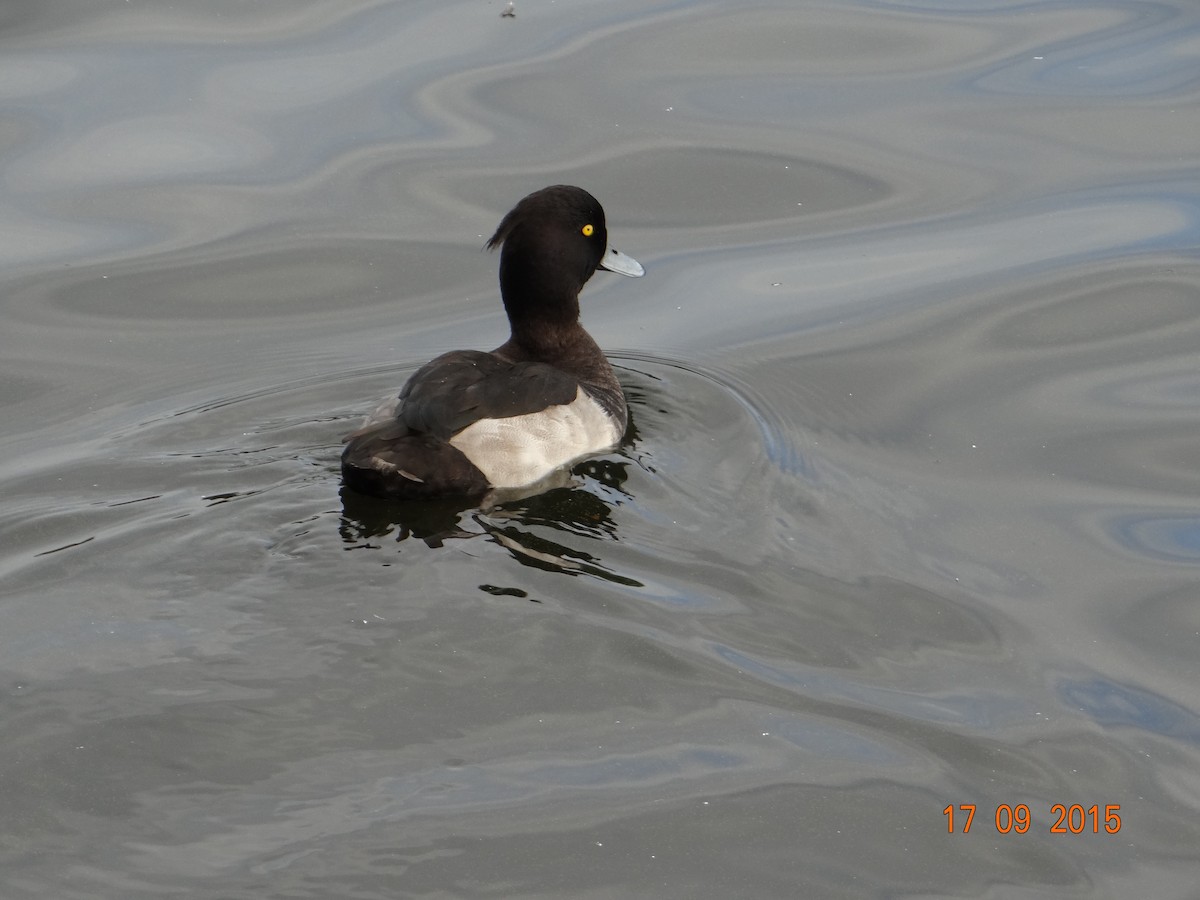 Tufted Duck - ML256697721