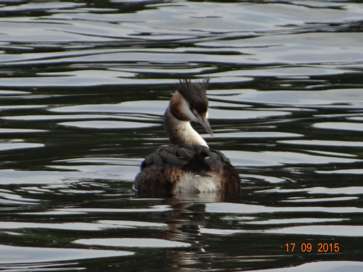 Great Crested Grebe - ML256697801