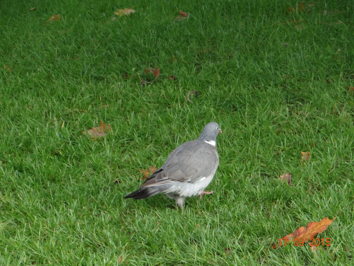 Common Wood-Pigeon - ML256697851
