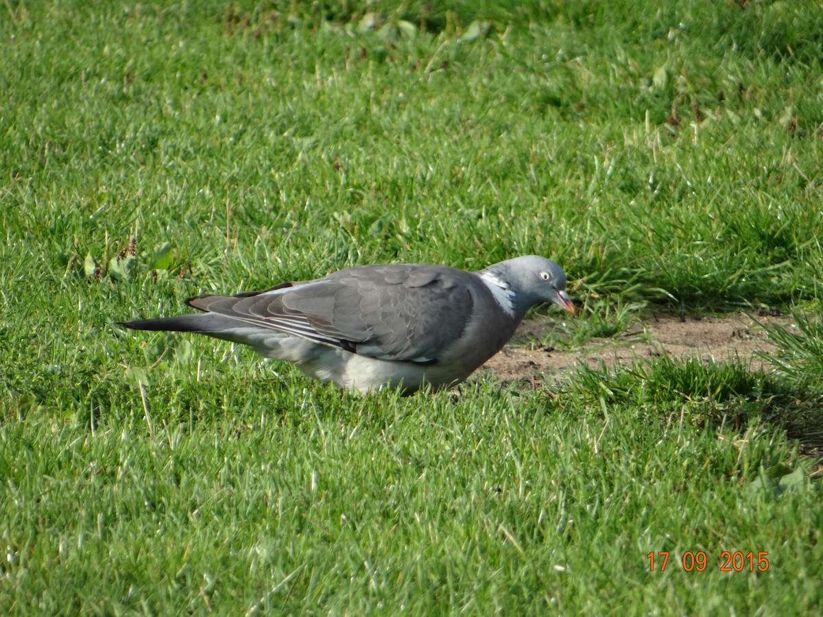 Common Wood-Pigeon - Analia Gatica