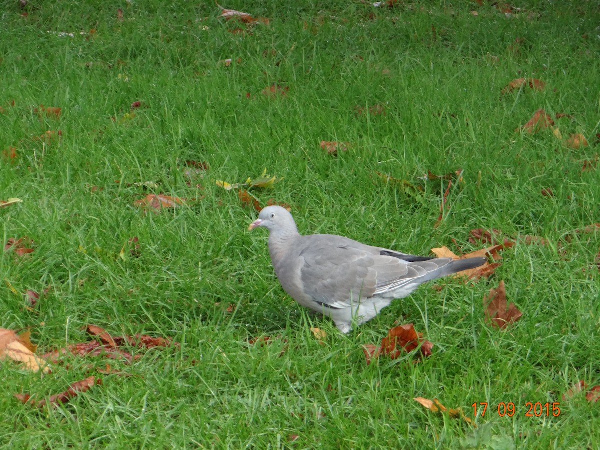 Common Wood-Pigeon - ML256697911