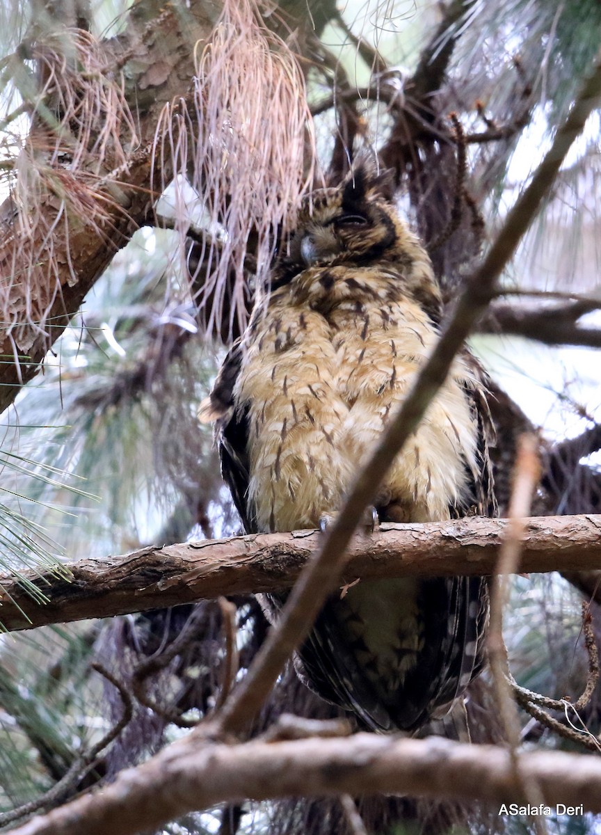 Madagascar Owl - ML256698921