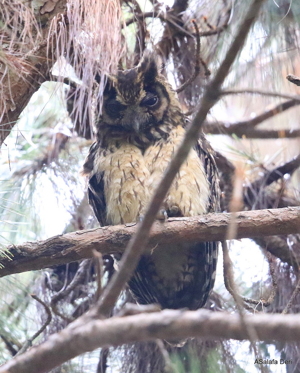Madagascar Owl - ML256698931