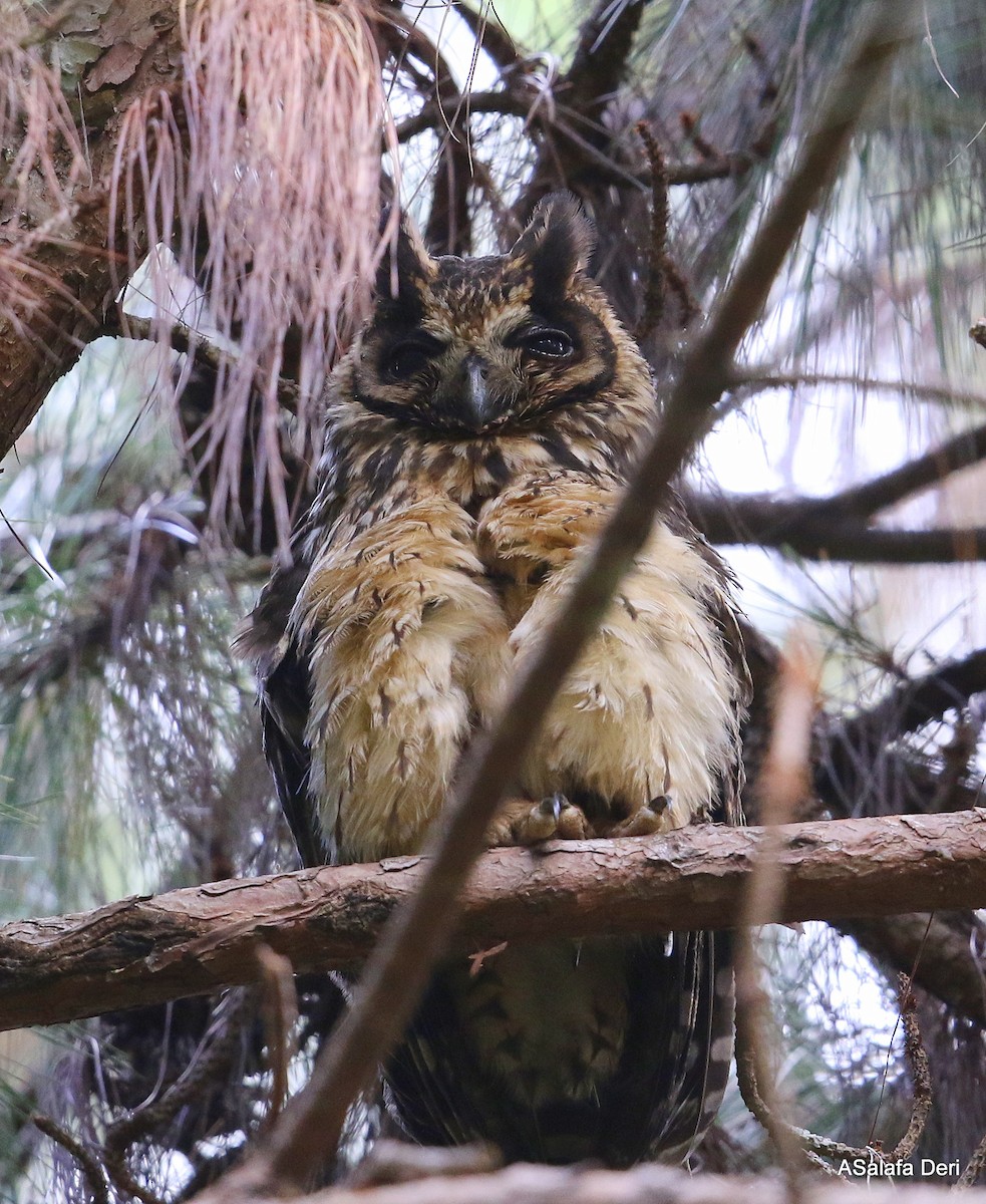 Madagascar Owl - Fanis Theofanopoulos (ASalafa Deri)