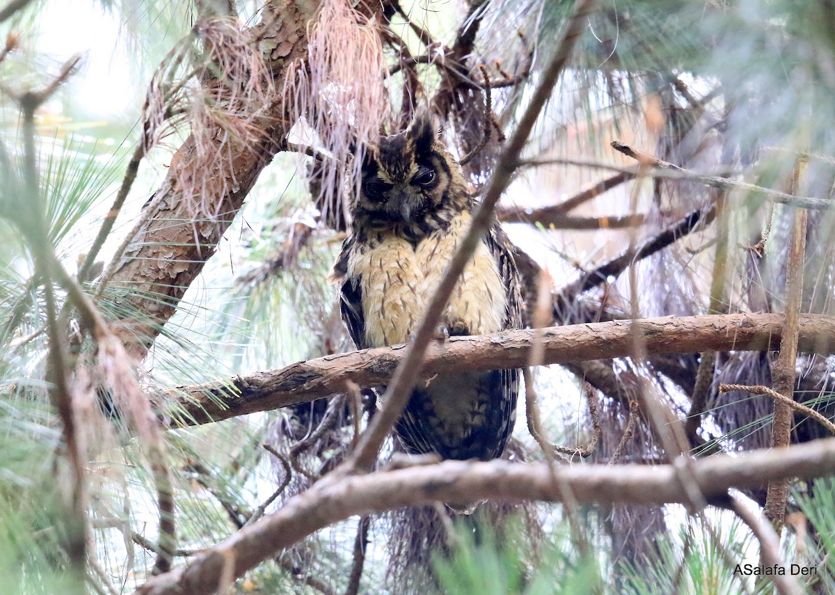 Madagascar Owl - ML256698981
