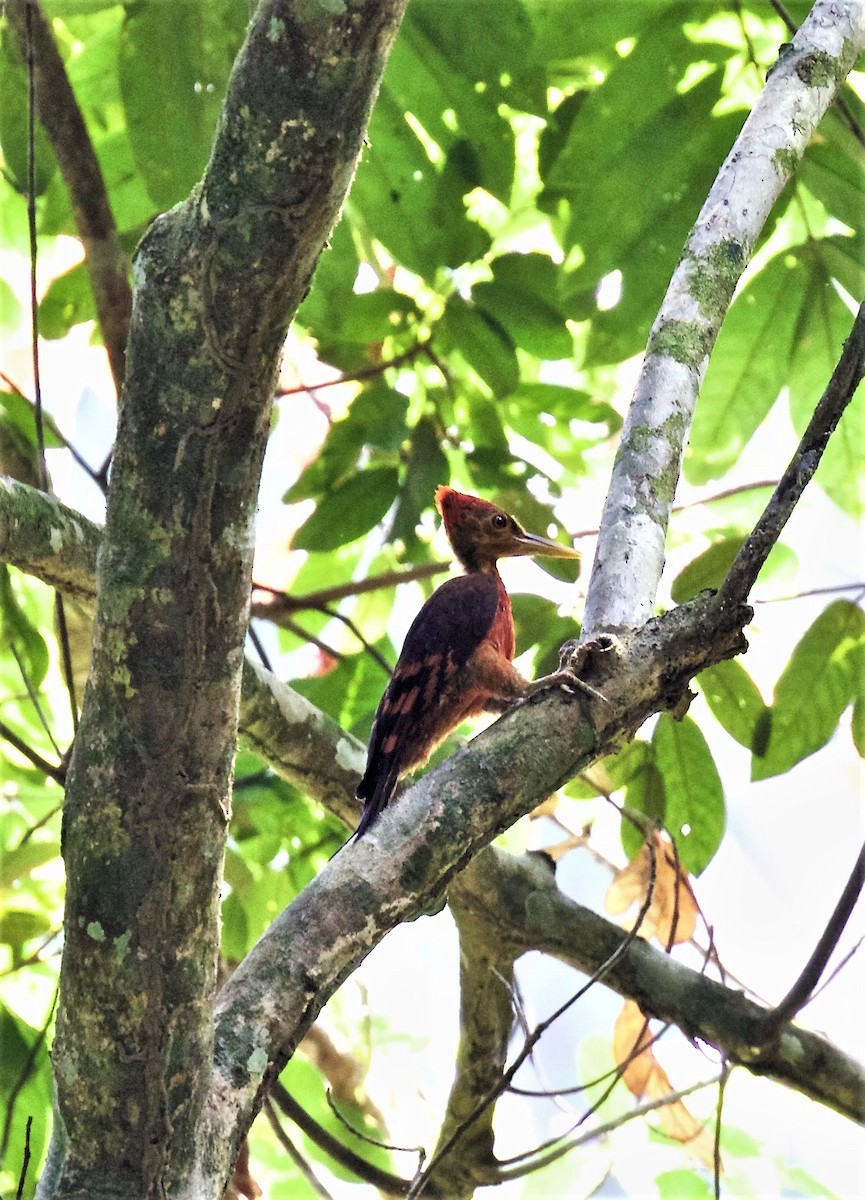 Orange-backed Woodpecker - ML256700421