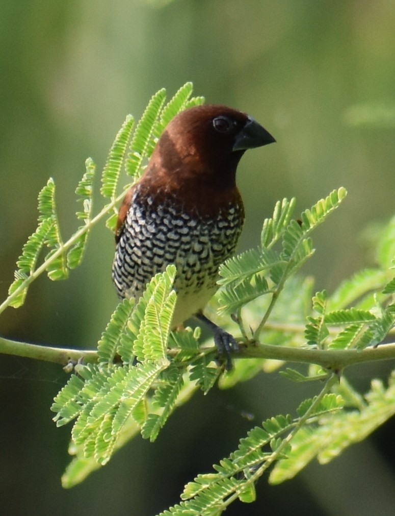 Scaly-breasted Munia - Angeline Mano M