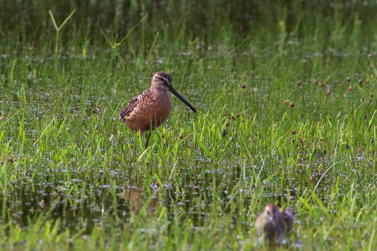Long-billed Dowitcher - ML256703711