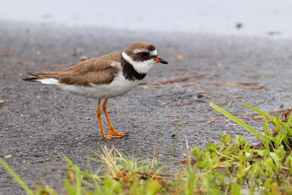 Semipalmated Plover - ML256703901