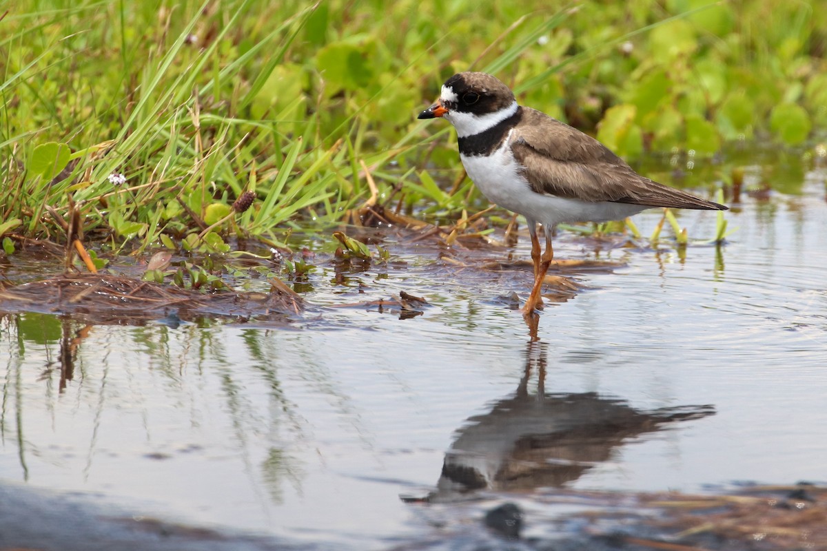Semipalmated Plover - ML256703911