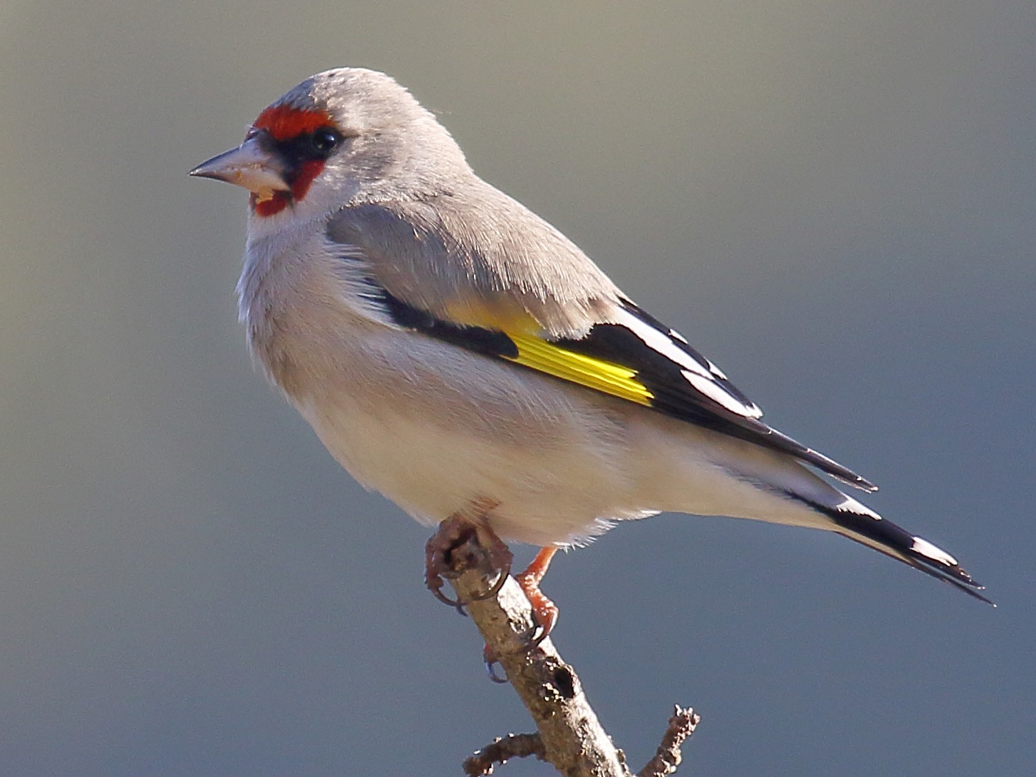 European Goldfinch - Amarendra Konda