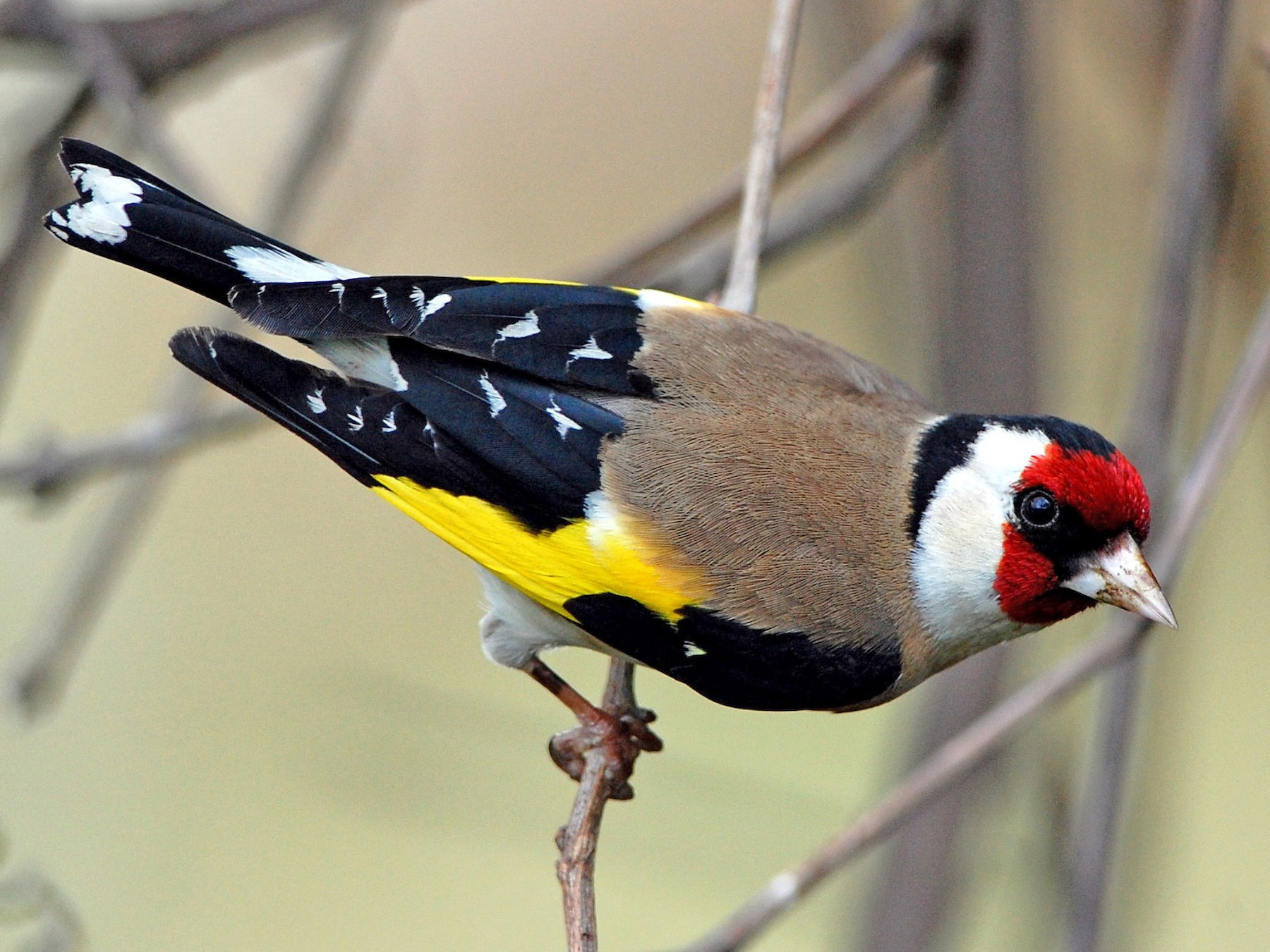 European Goldfinch Ebird