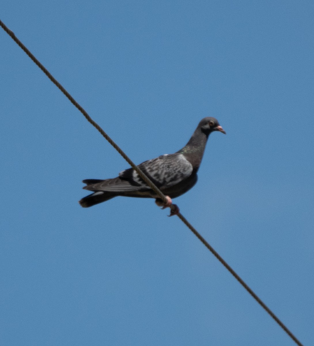 Rock Pigeon (Feral Pigeon) - Jim Arnett