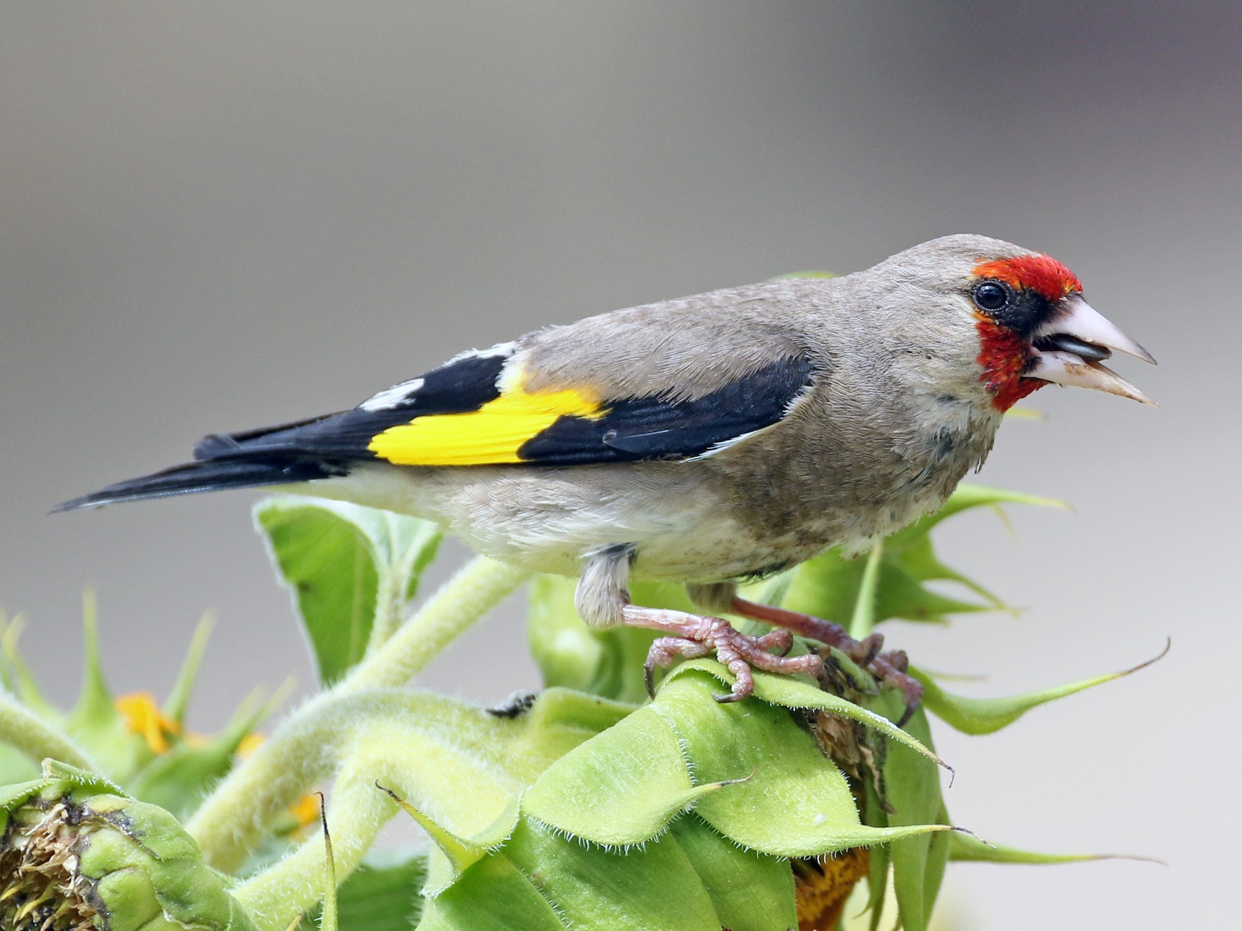 European Goldfinch - eBird